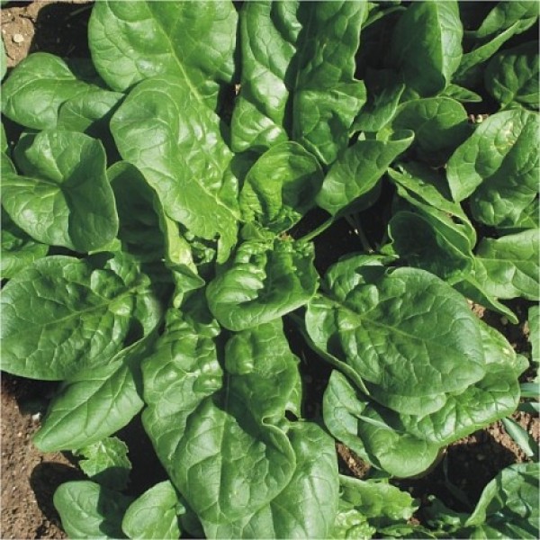 Matador Ispanak Tohumu - Spinacia oleracea L.